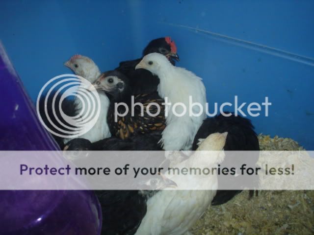 bantams6wks011.jpg