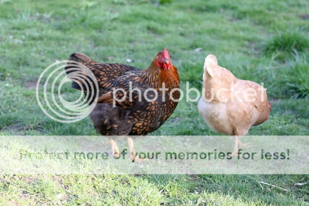chickens0015.jpg