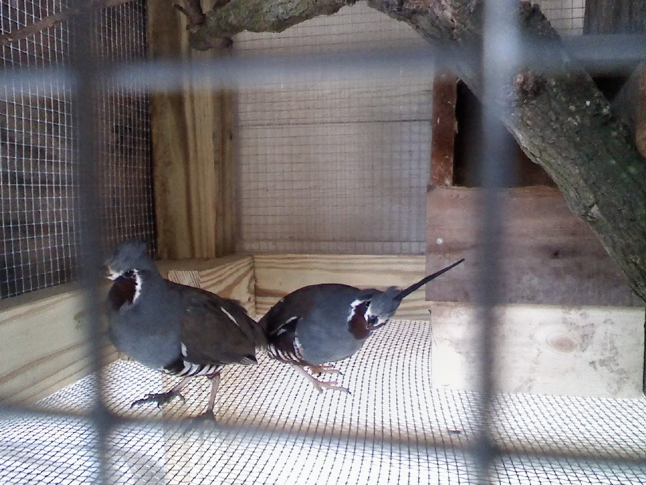 MountainQuail2.jpg