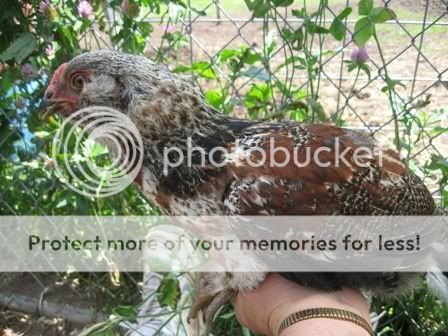 WChick5.jpg