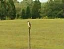 Redtailedhawk-1.jpg