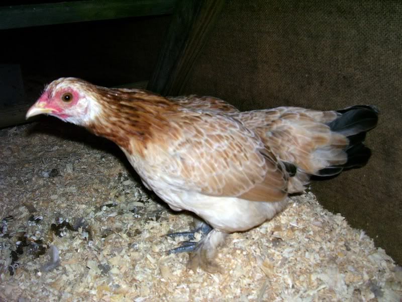 Chicks031-1.jpg