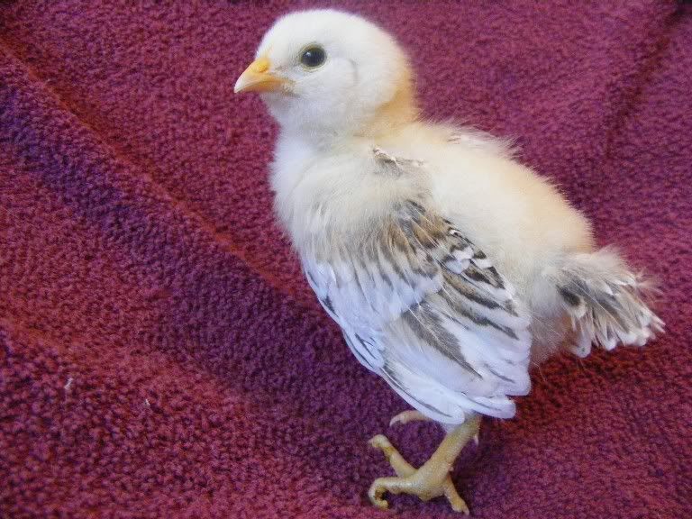 Chicks100509004.jpg