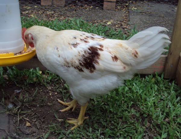 chook1b.jpg
