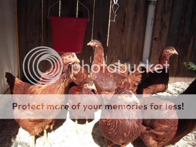 Chickens-11-02-05-1-1.jpg