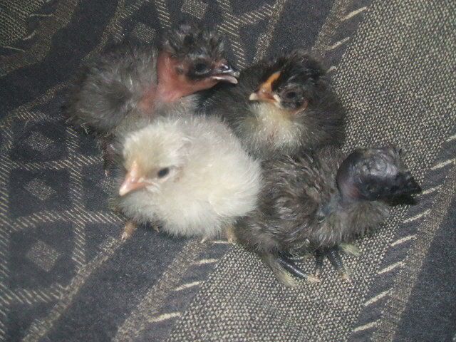 2009_0206chickss0004.jpg