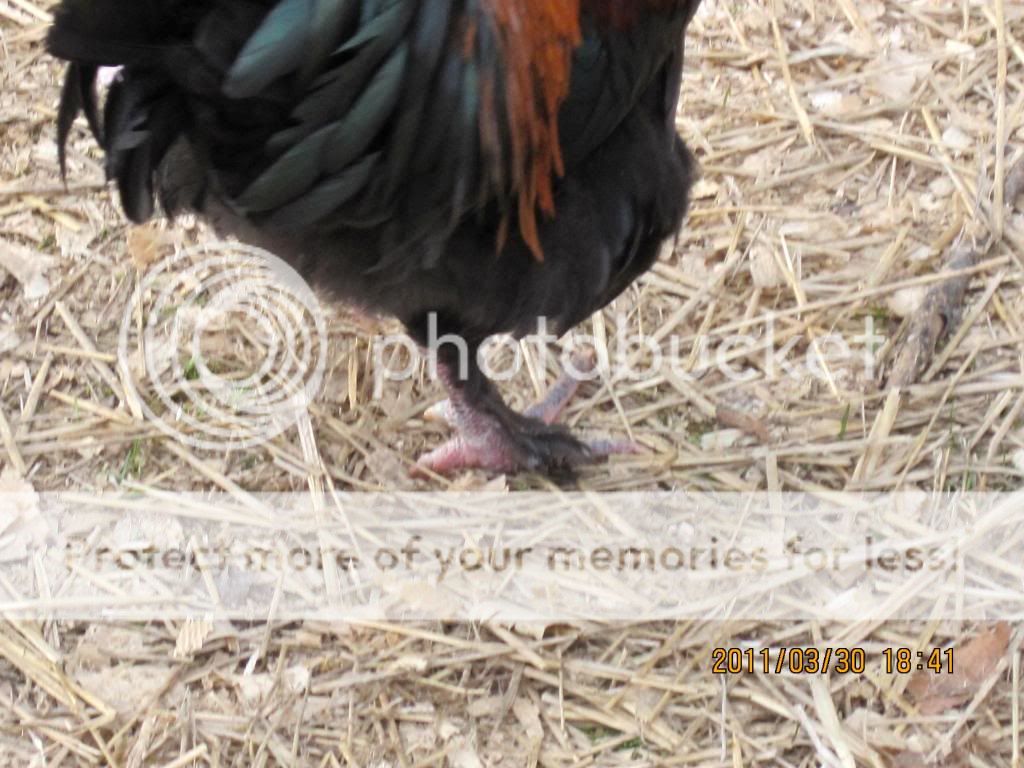 chickensatmoms129.jpg