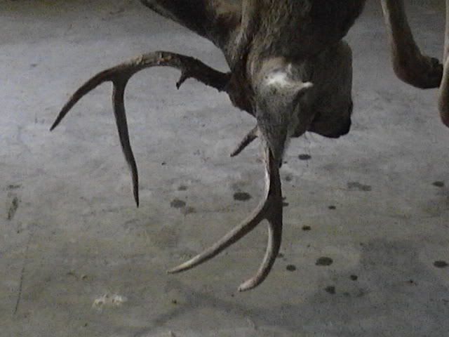 charliesbuck.jpg
