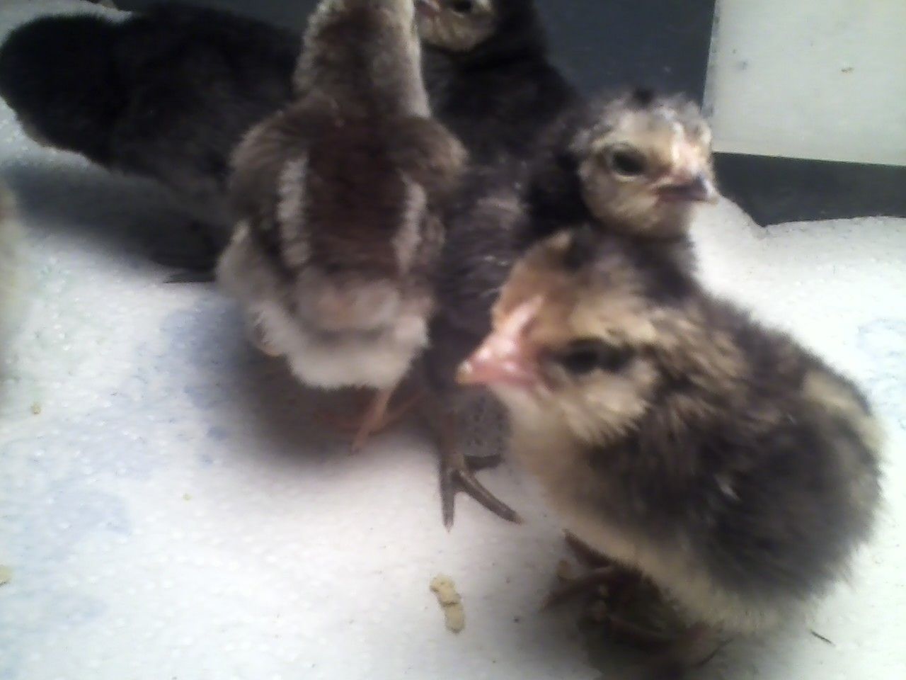 200x200px-ZC-c081d184_chicka.jpeg
