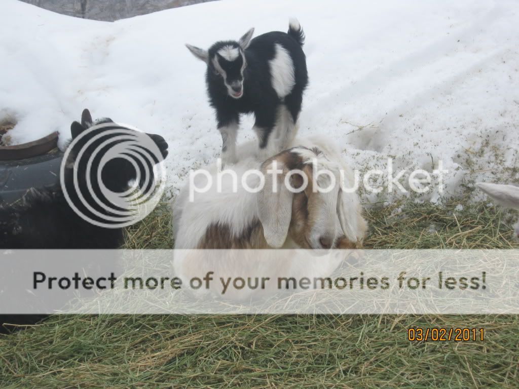 Cookies2011bucks2-1.jpg
