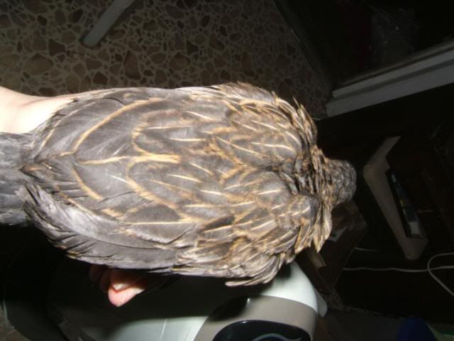 DSCF5353.jpg