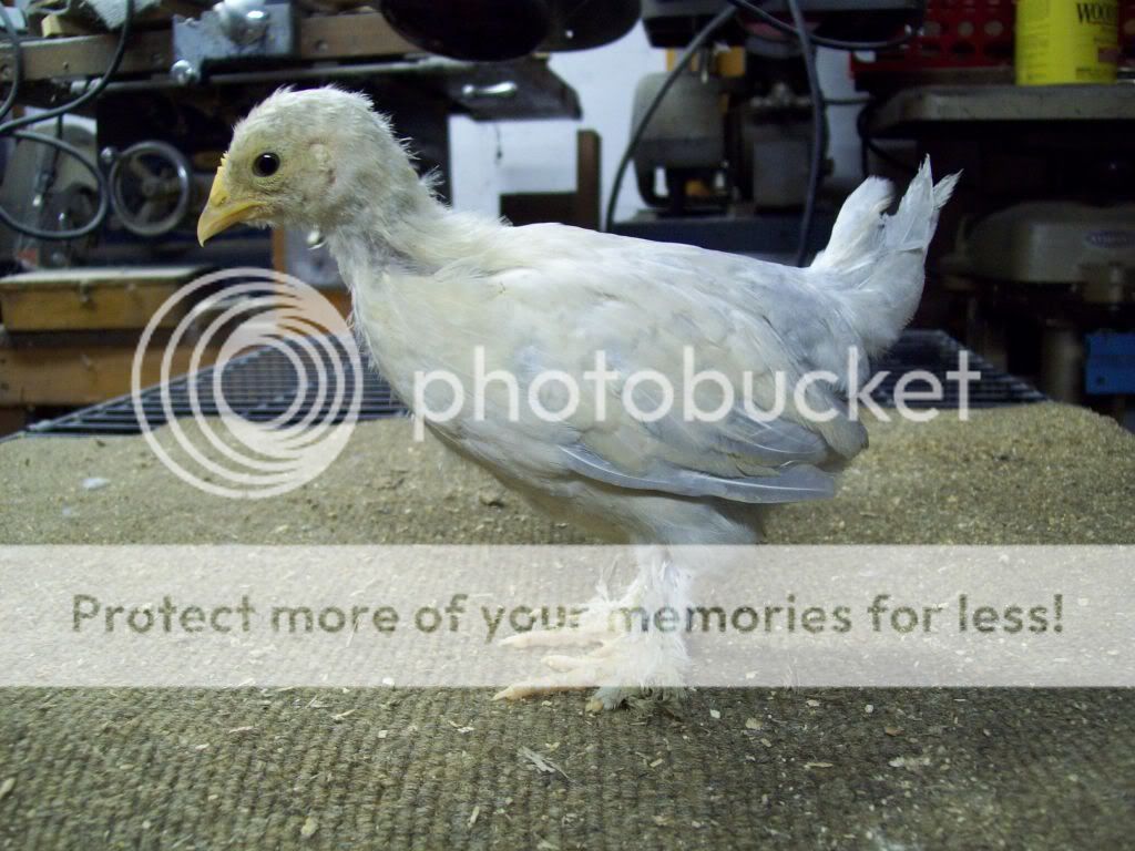 chicksjune25018.jpg