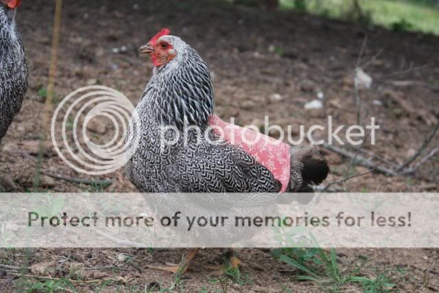 ChickensandMaggie021.jpg