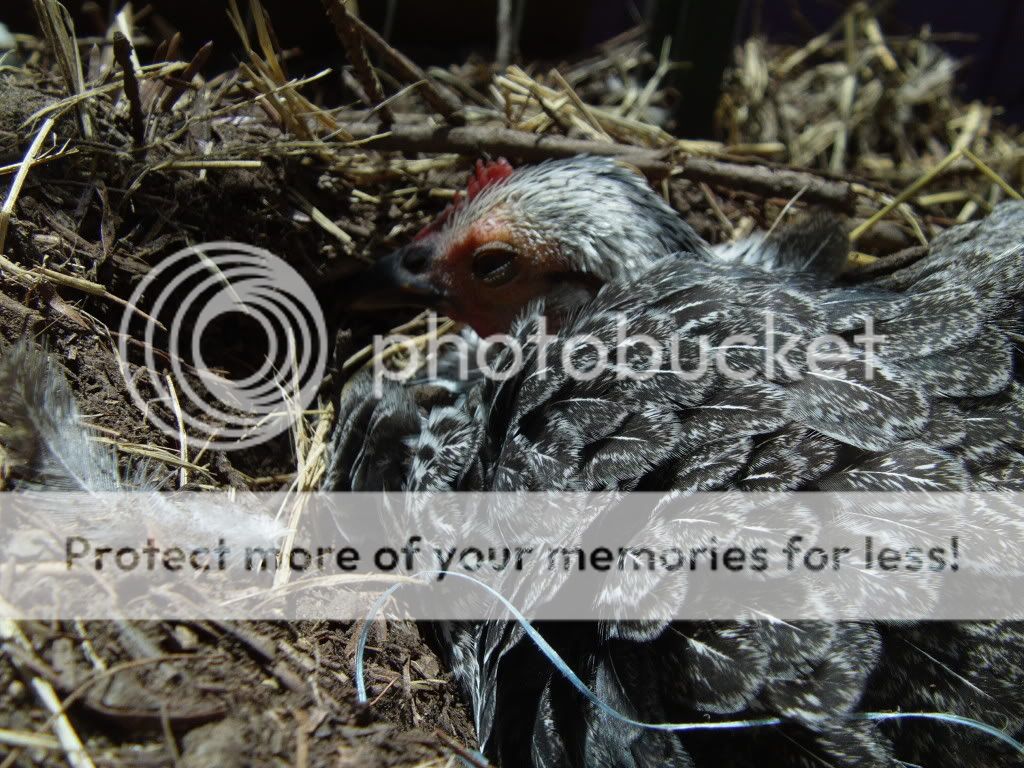 FILE0957.jpg