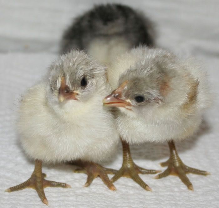 babies3.jpg