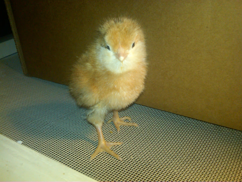 chickLM-20110720-00224.jpg