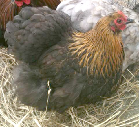 CochinBF.jpg