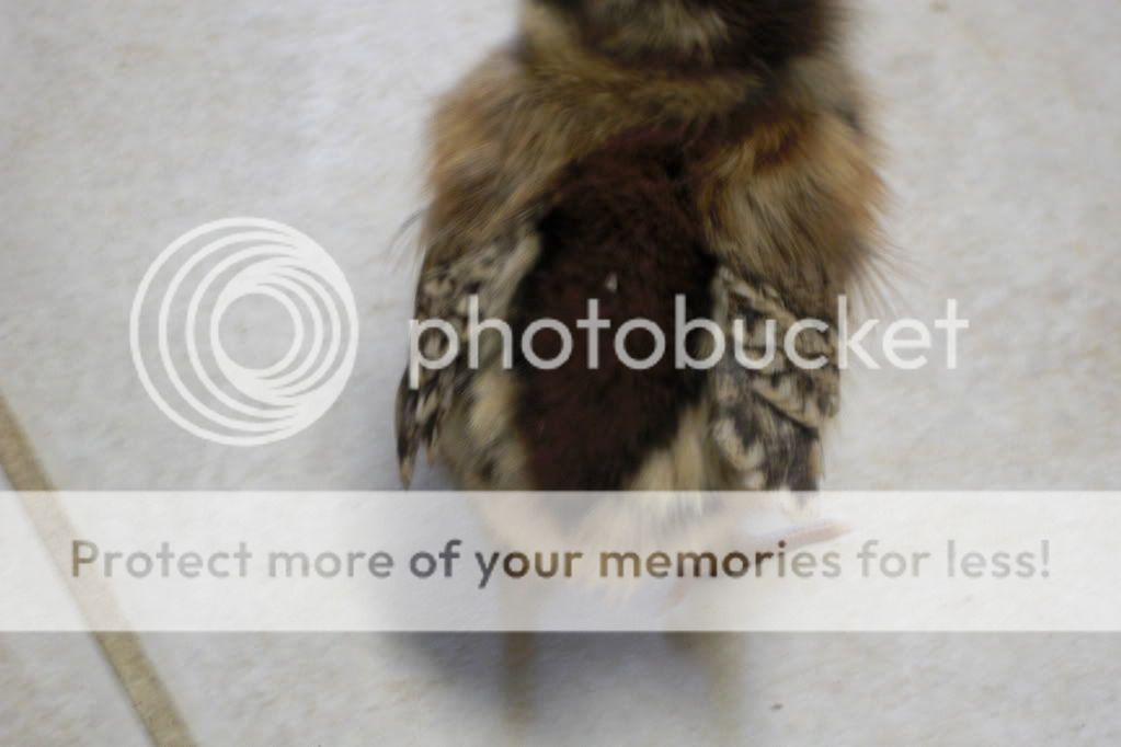 PICT0003-1.jpg
