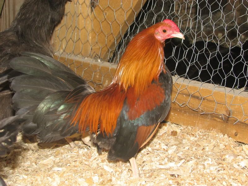 chickenstock096.jpg