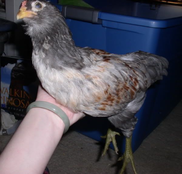 SparrowRoosterResize.jpg