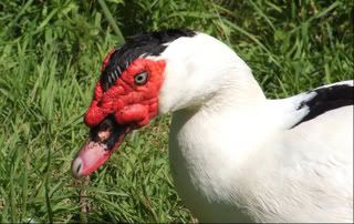 Ducks007.jpg