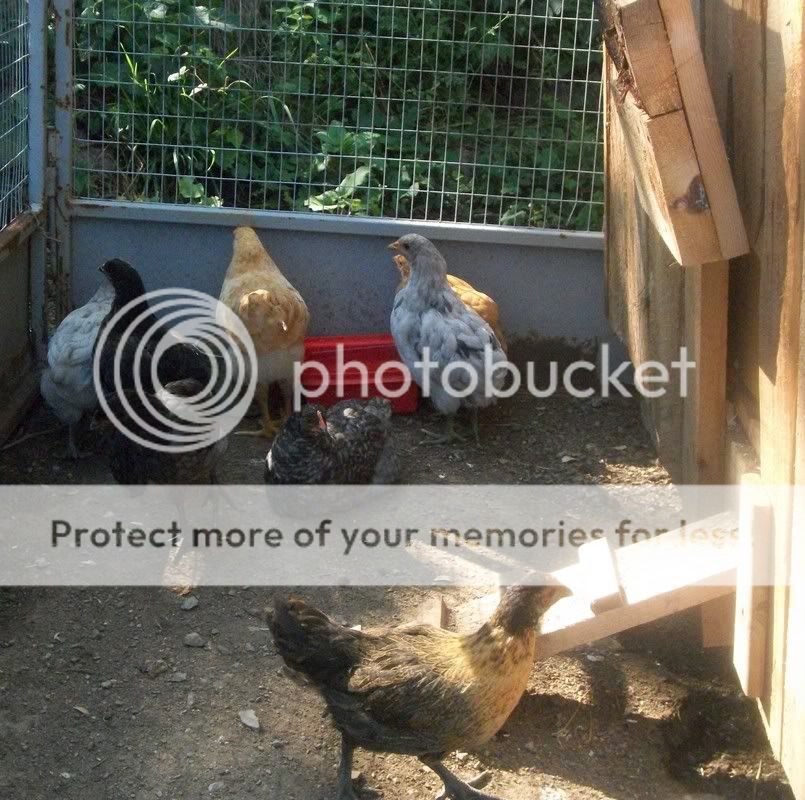 8weekchick3.jpg