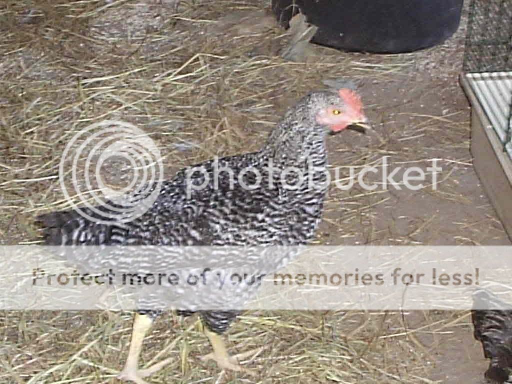 MyPictures017.jpg