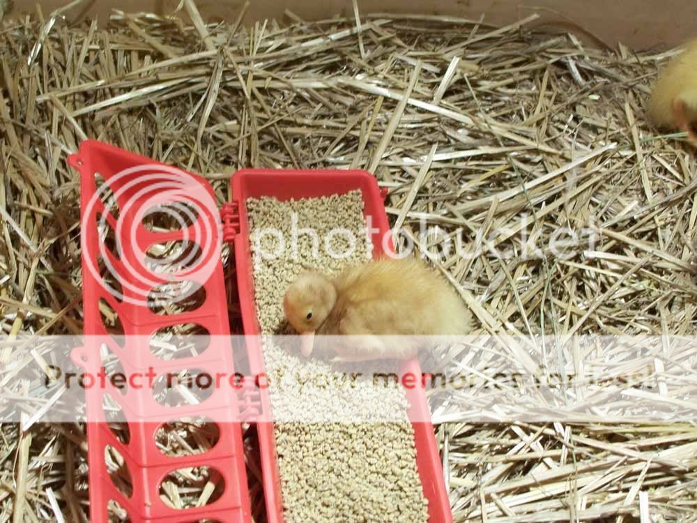 littleduck.jpg