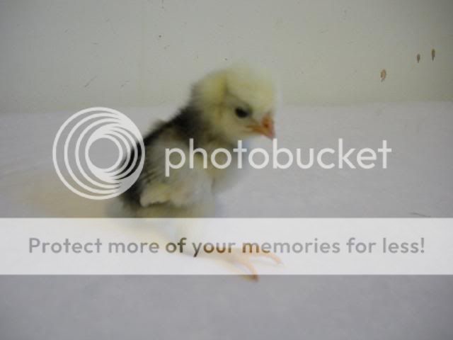 hatcherysurprisedayone278.jpg