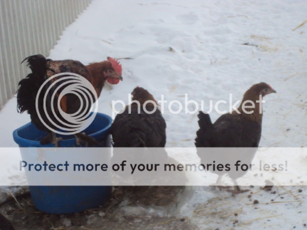 ChickPicks139.jpg