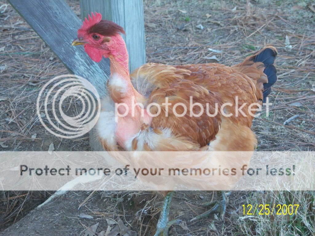 --chiricanacafe-.jpg