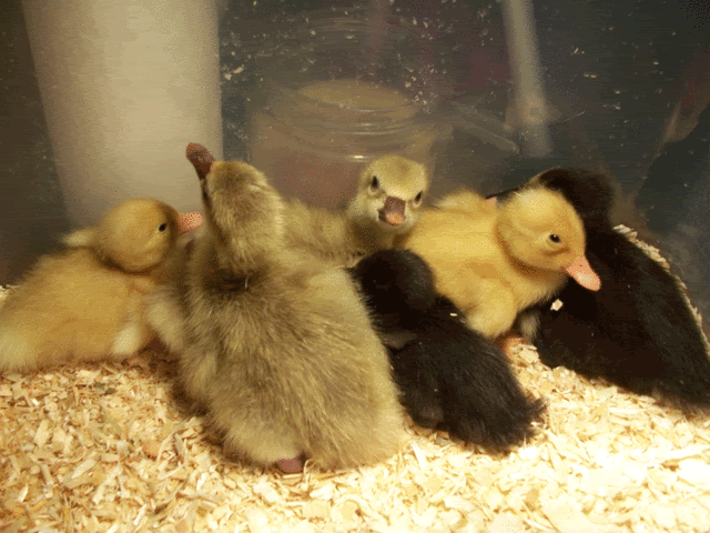 first_hatch1.gif