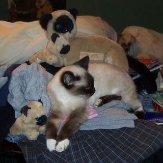 Moxie2Siamese.jpg