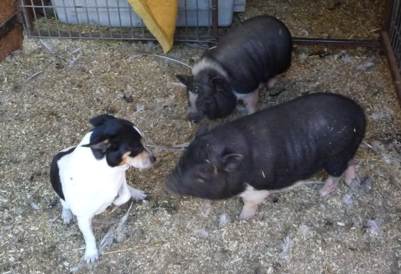 1pigsbuzz.jpg