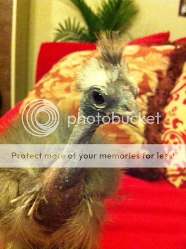 showgirl002.jpg