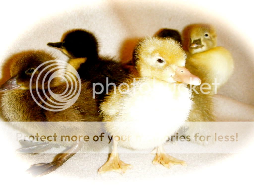 DSCF2515.jpg