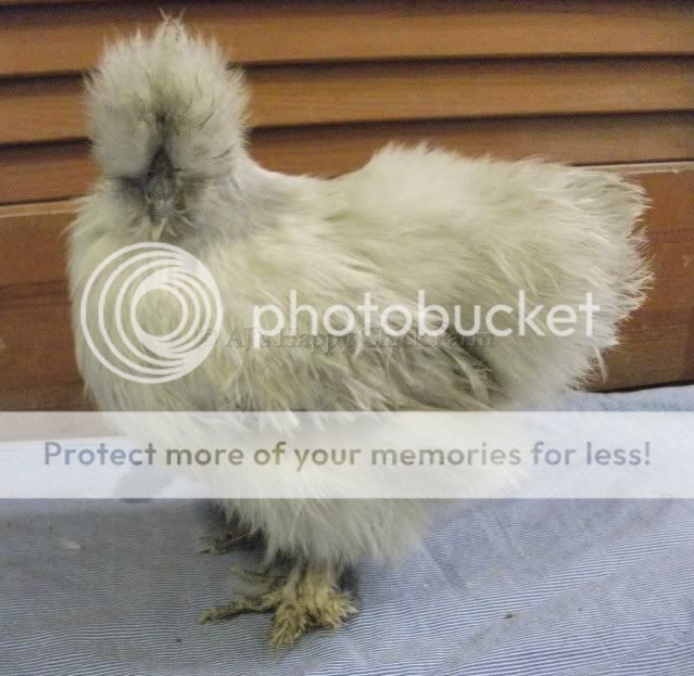 lav-pearl26pullet2.jpg
