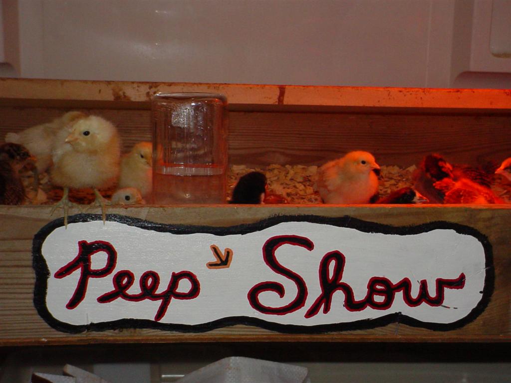 peeps%20046%20(Large).jpg