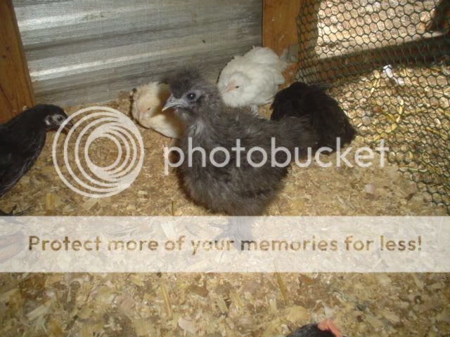 chicks8-9wksold025.jpg