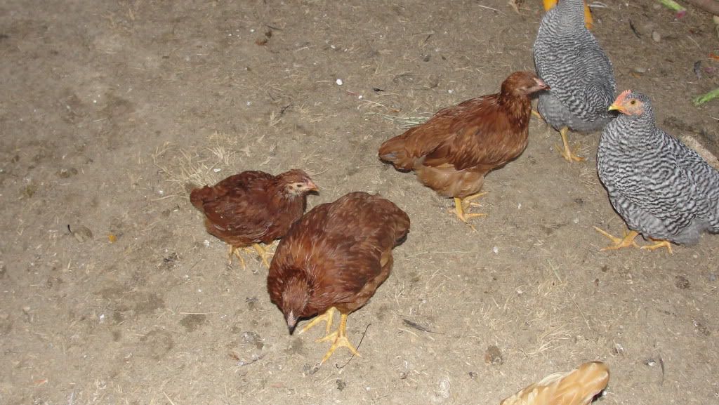 DSC04332.jpg