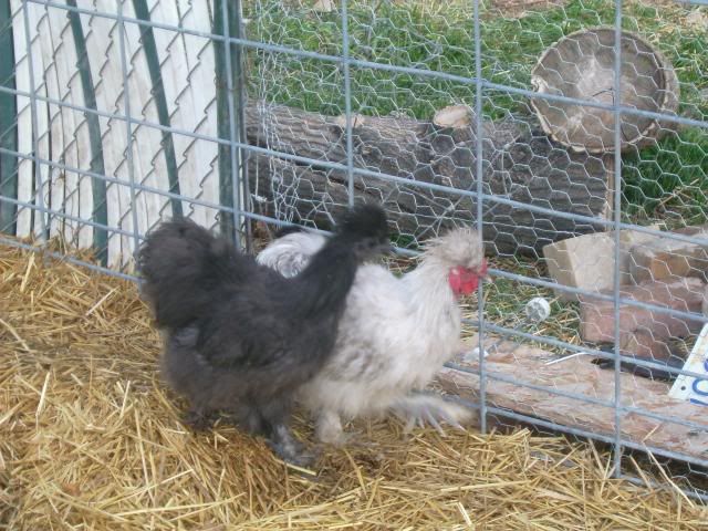 whiteorps034.jpg
