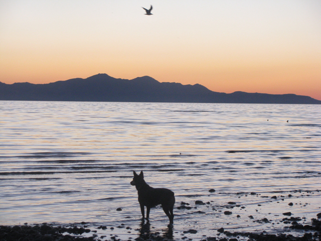 Gull_Dog_by_wadifahtook.jpg