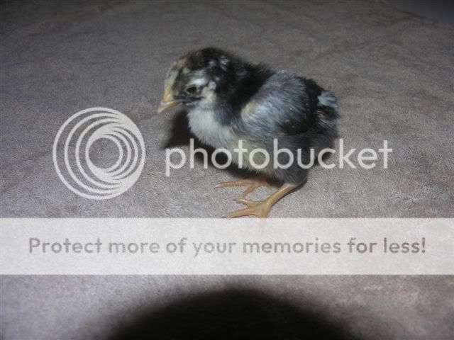 chicks_004.jpg