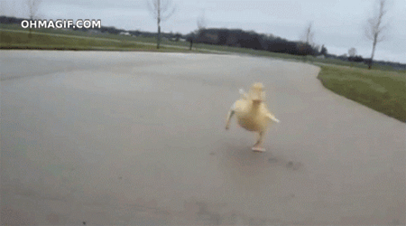 120x120px-LS-e3aa2960_duckling-excited-on-seeing-camera.gif