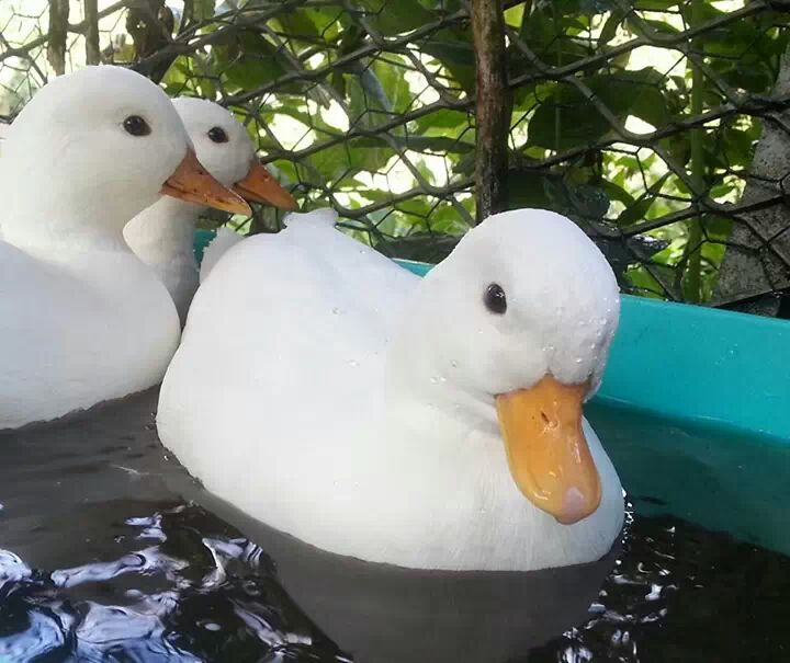 call_duck_ducks_white_calls_8e731dc4fa41ef20159ab5d5.jpg