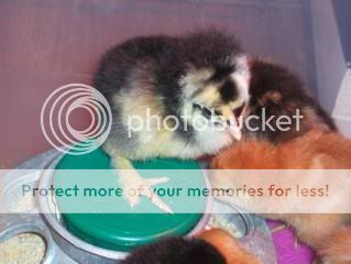 lizzychicks064.jpg