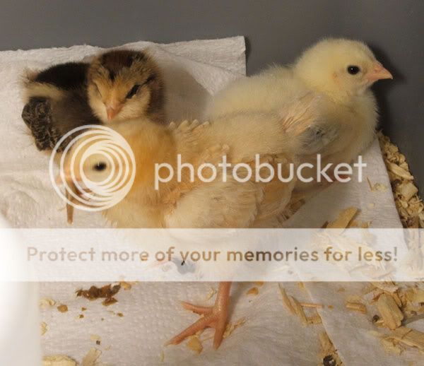 chicksmarch23.jpg
