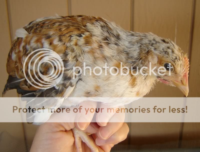 alohathanksgivingchicksonemonth030.jpg