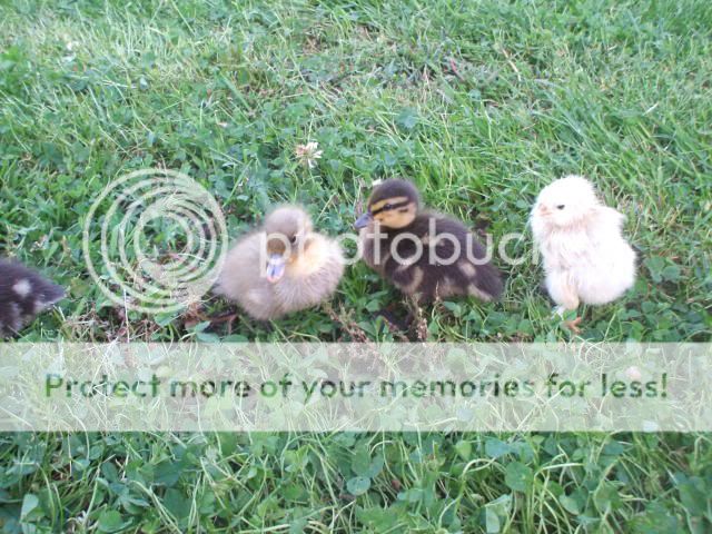 baaabies043.jpg