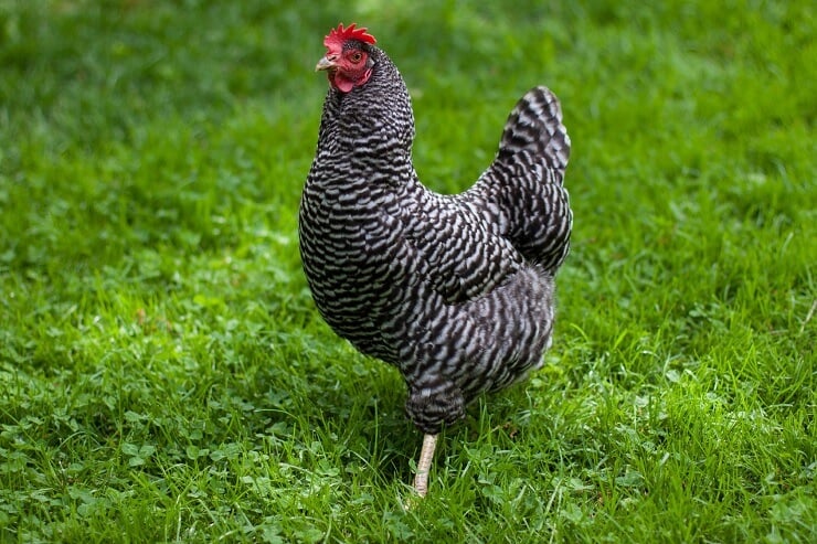 Plymouth-Rock-Roaming.jpg